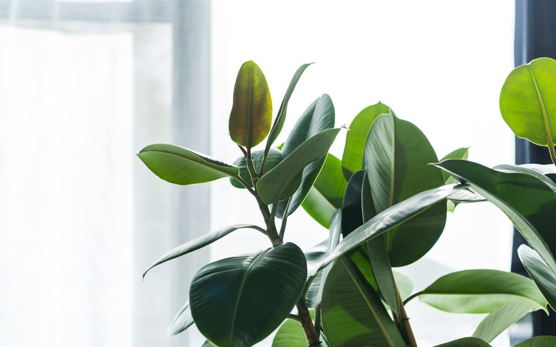 4 Easy Ways to Improve Indoor Air Quality at Home